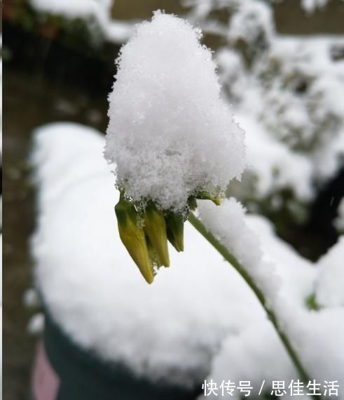 这10种花超级怕冷,再不搬进屋,小心只剩下盆了