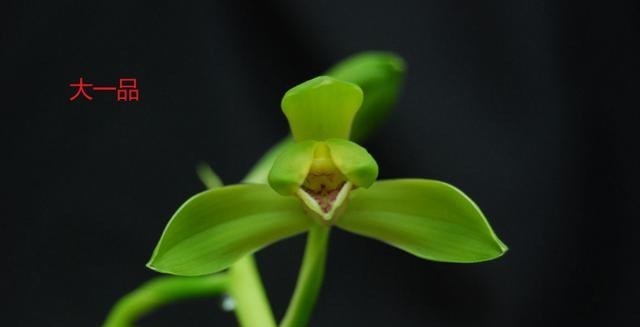 蕙兰老八种都有谁?除了常见的程梅和大一品,其他六种是什么?