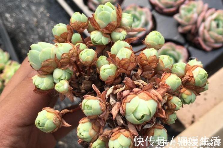 多肉底部的枯叶该摘掉吗？当然要摘，但有些品种的枯叶不能全摘