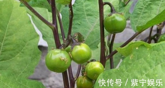 槐花|会吃的人最健康,多吃3种菜,清热解毒,增强体质,促进身体代谢