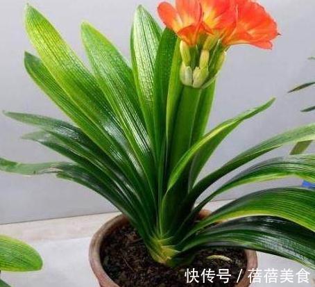 做好这几件事,新手也能养出株型端庄叶片苍翠挺拔的君子兰