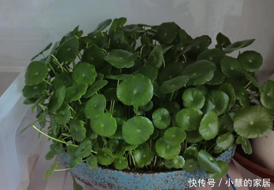 虎刺梅|不喜欢太折腾,就养3种花吧,不管天气如何多变,都能长得旺