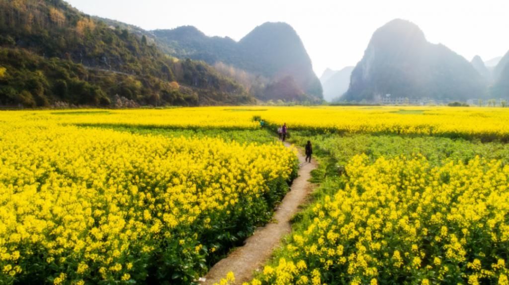 《贵州油菜花打卡指南》出炉！抓紧时间奔赴花海吧~