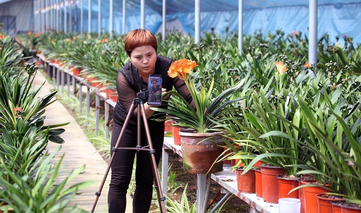 养兰花、君子兰你还施肥吗在土里加它,比肥料长得还好