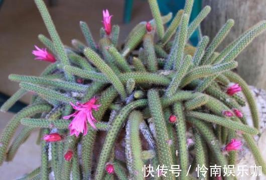 想要养好多肉植物,就从4方面下功夫,个个叶片厚实又肥美