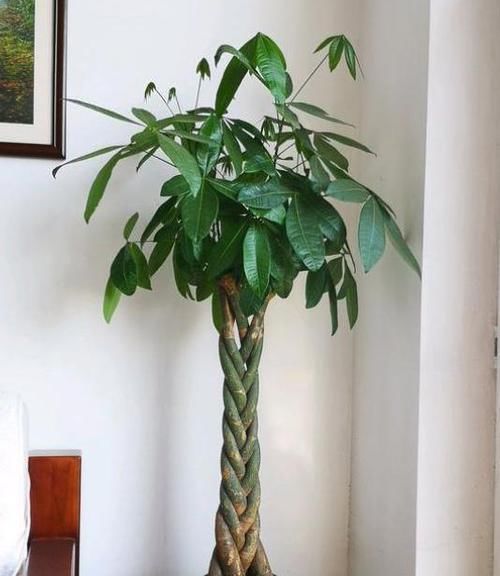  发财树|家庭养发财树，养护无非就几点，做好越长越粗壮，油绿茂盛