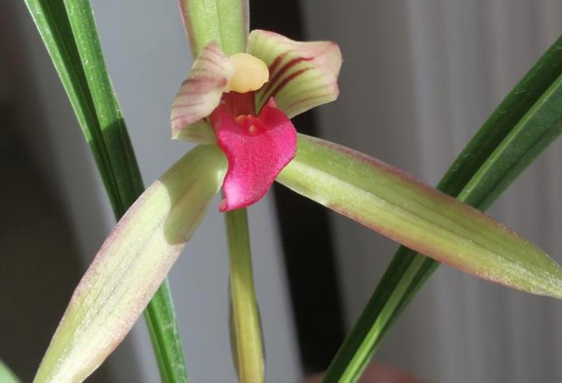 春兰|春兰滇红素,顶级品种,红花浓香,被誉为兰花界的常青树