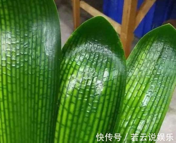 石蒜科|君子兰的“叶片”,别随便剪,否则一年都不会有花开,长不旺