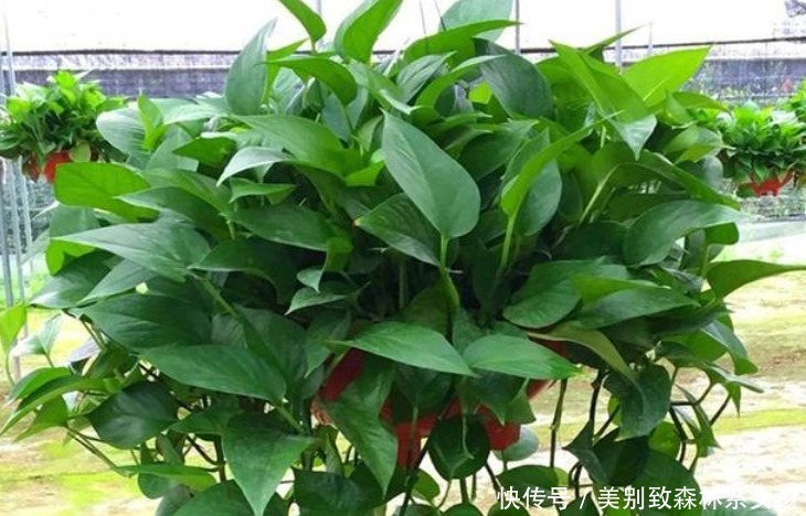 “5种花”再便宜也别买掐个枝条就能活,7天生根,2月就爆盆!