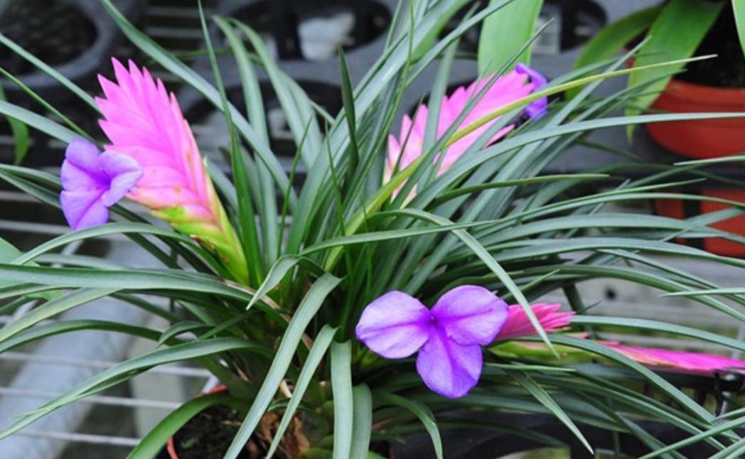 农历九月十八霜降后,养什么花?家里养3种花,福寿安康笑口常开