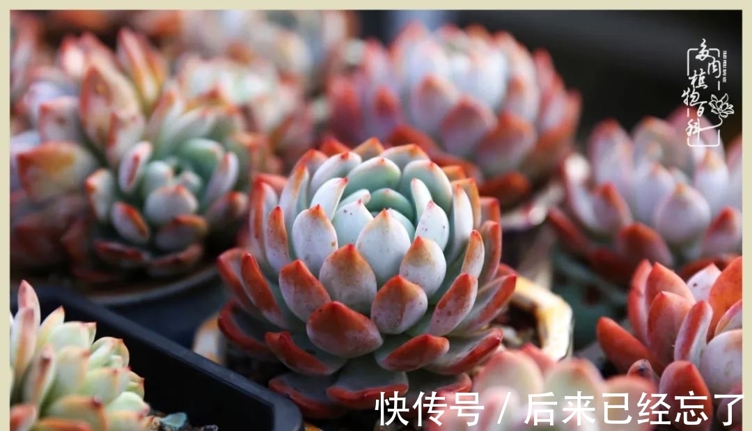 冬天来了,你的多肉让你着迷了吗?