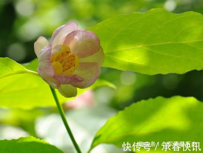 蜡梅|此花是国家重点二级保护植物,姿态优美,花大色白,十分诱人