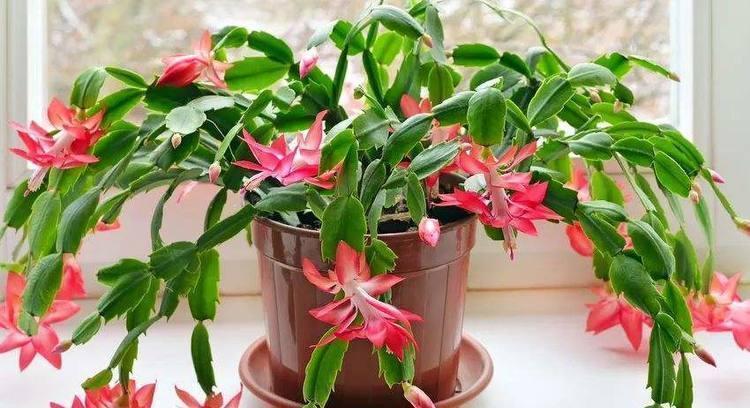 蟹爪兰|养蟹爪兰,水里加点它,叶片肥厚有光泽,花开轻松挂满枝头