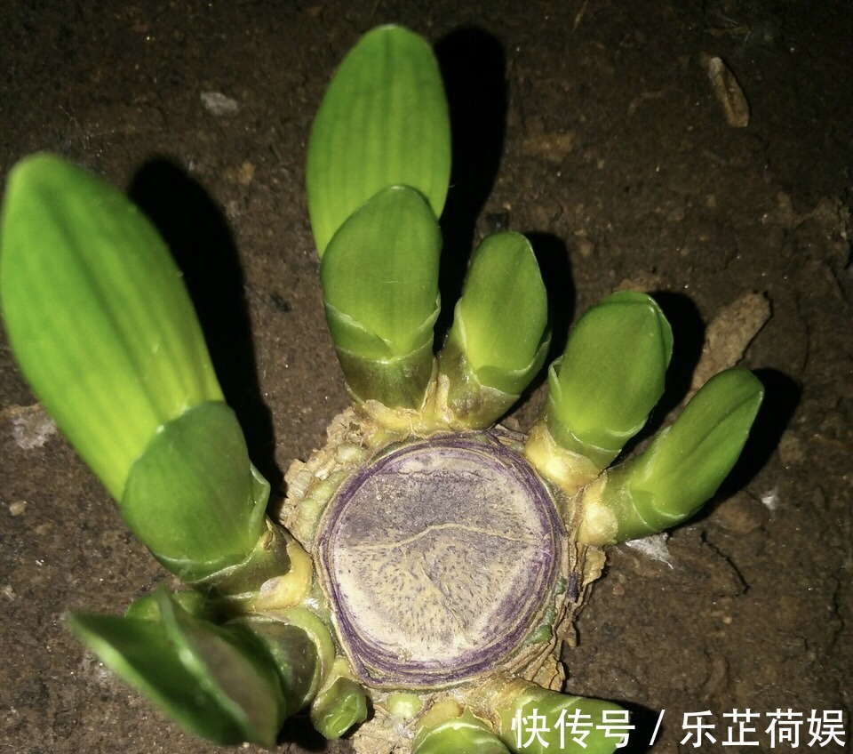 养仙人球,头顶“切一刀”,养2月“子孙满堂”,1盆变10盆