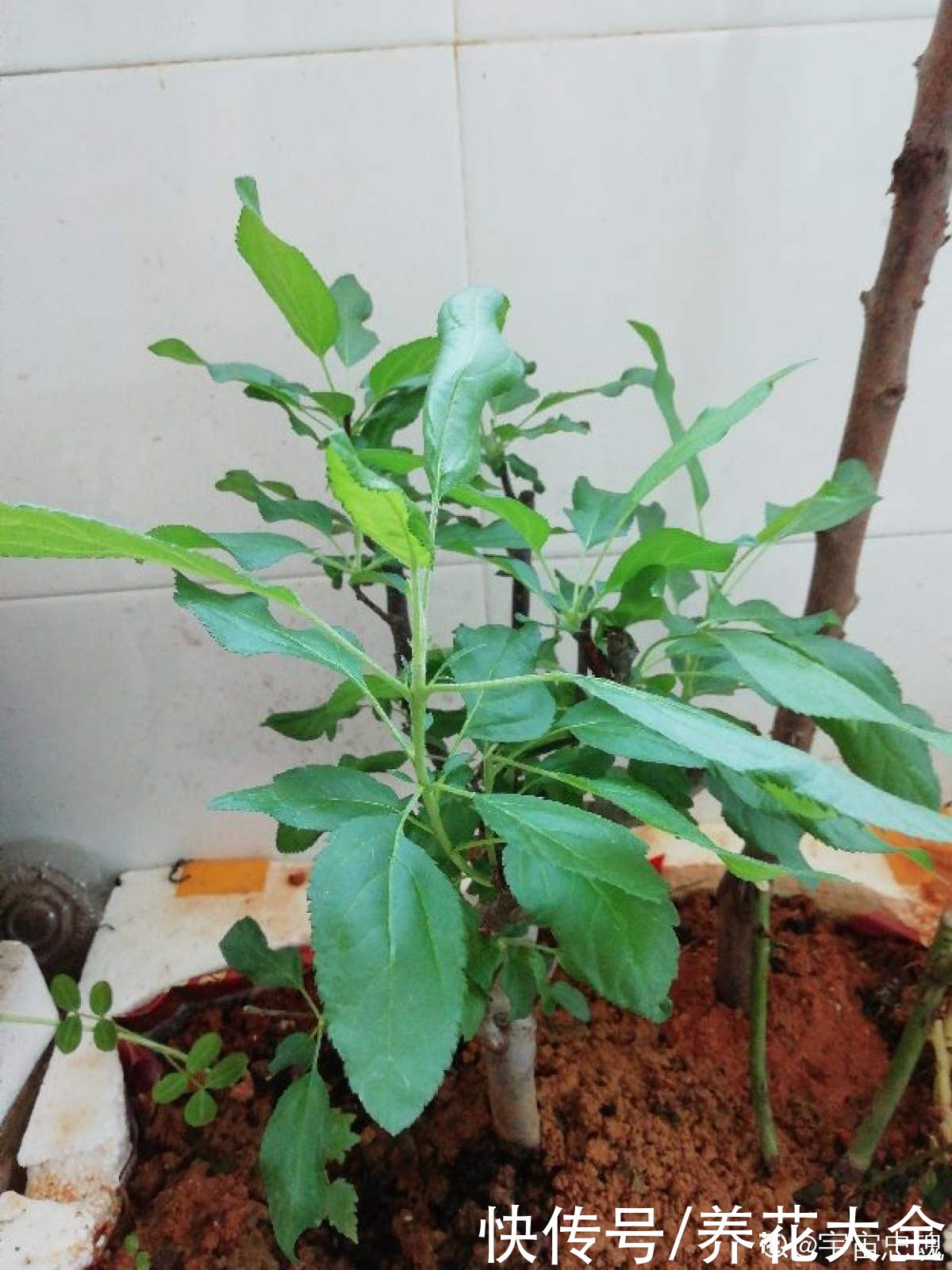 修剪|1棵苹果树,学会这6步,变成“高级”盆景