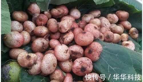 果子|农村一果子是“风湿”的克星,阳台盆栽一盆,好吃营养还省钱!