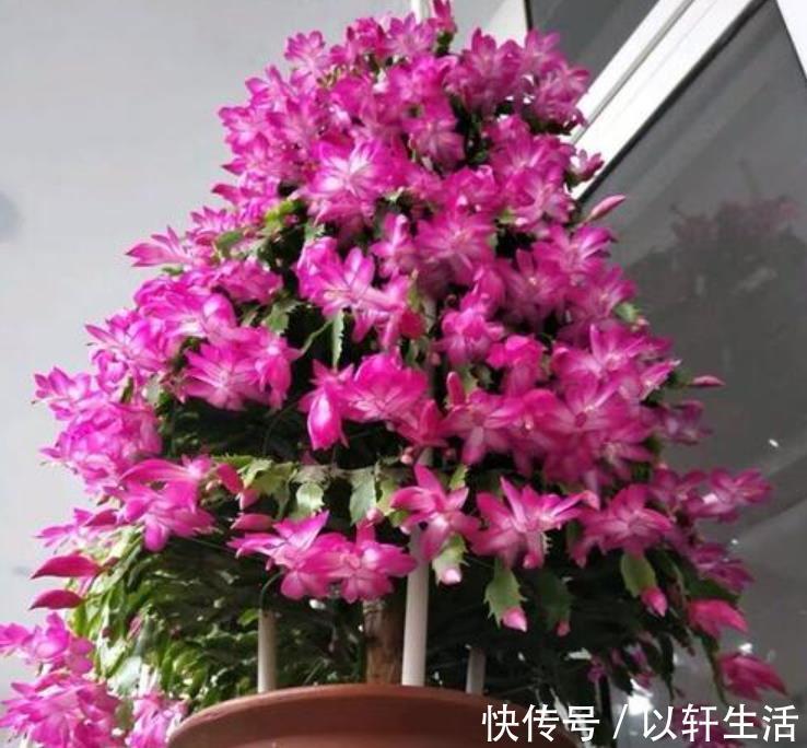 家家都有的厨房“垃圾”,用来养花都嫌臭,其实它是最佳的促花肥