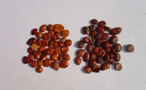 维生素c|睡不着、睡不好试试这碗安神汤，让你沾床就睡！