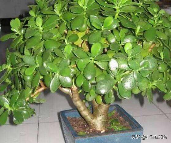 养玉树，只需要注意3个小技巧，一年就能疯长爆盆，越养价值越高