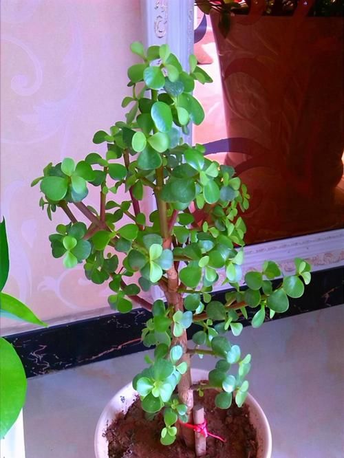 潮湿|养花浇水很关键,5种花的浇水方法,你也成为养花高手