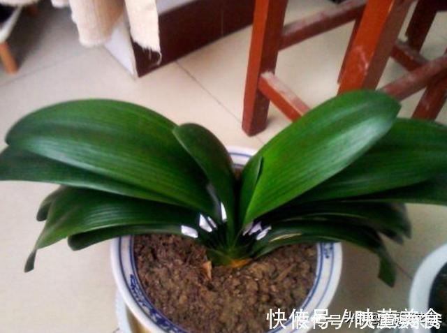 还用柳树皮、阿司匹林养花？聪明人都用“一种东西”，养啥都爆盆