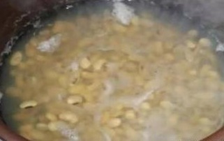 李大姐养玉树，10天浇次“它”，一年就“成老桩”，还能开白花！