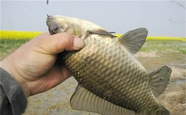 春钓大板鲫,民间这两种钓法最优秀,钓大鲫鱼更容易