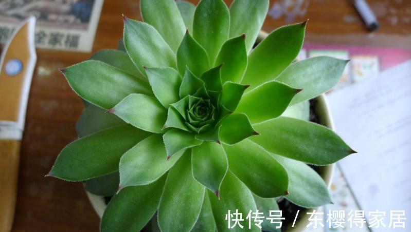 花友们|摸到“控养”多肉的门道,安全度夏,出状态全是小事