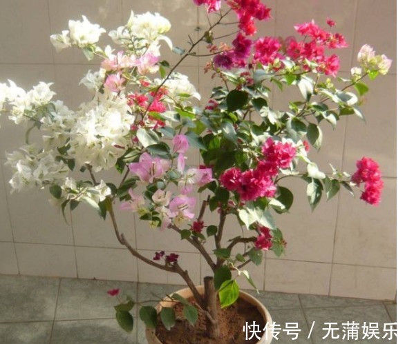 夏天养三角梅,花前、花后浇水很关键,做对了,才能花开满树