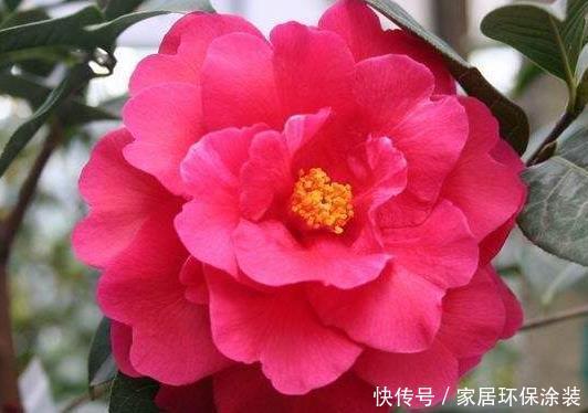 喜欢养护花卉,就养常年不落花,花开四季的花卉,比三角梅还好养