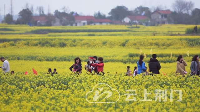 诗与油菜花·甘小亦堪夸