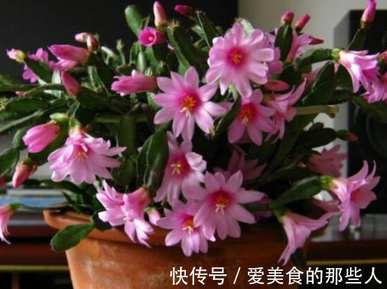 蟹爪兰开花了有5怕,避免落花落蕾做好5件事,开花旺盛花期长