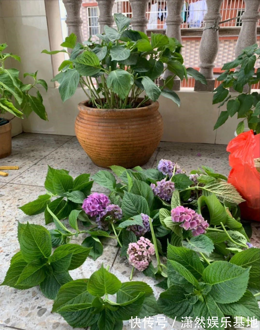 8种“漂亮花”,都可以扦插,剪个枝条就成活,省下很多钱