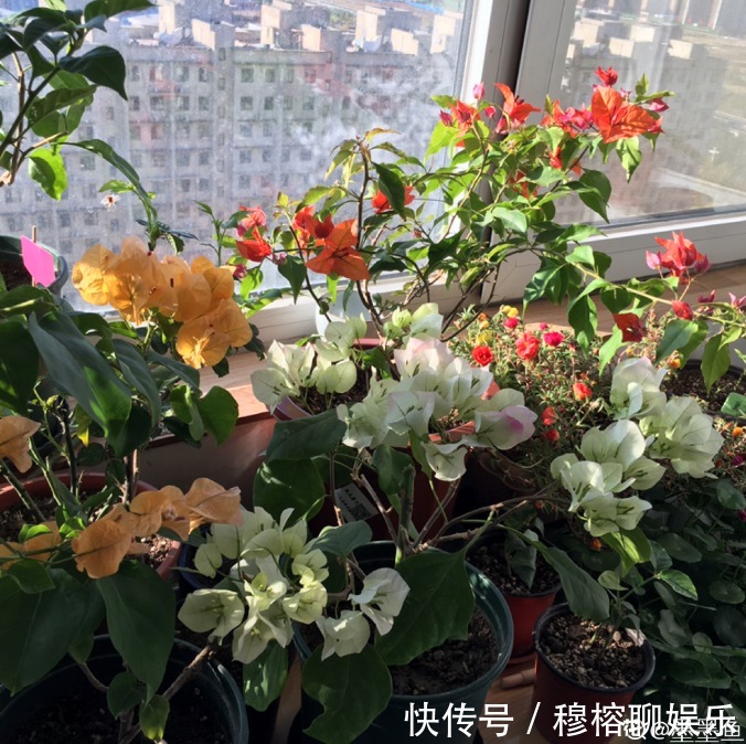 磷酸二氢钾|三角梅只长叶子不开花，赶紧剪一刀、虐一虐，花呼呼全开！