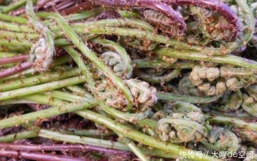 这种植物被称“野菜王”,比人参营养高,1斤卖50元,你吃过没