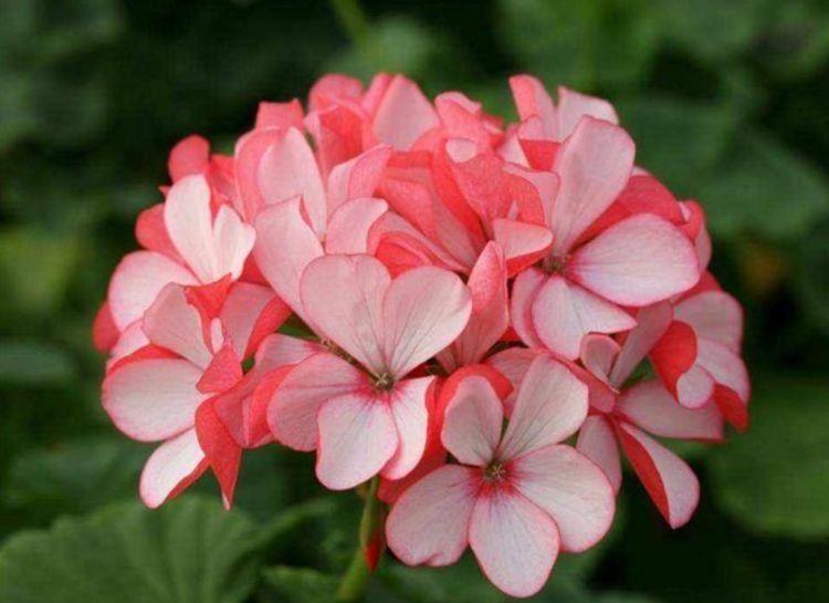 种花|惹人喜欢的4种花,形似玫瑰花,花期长还很好养