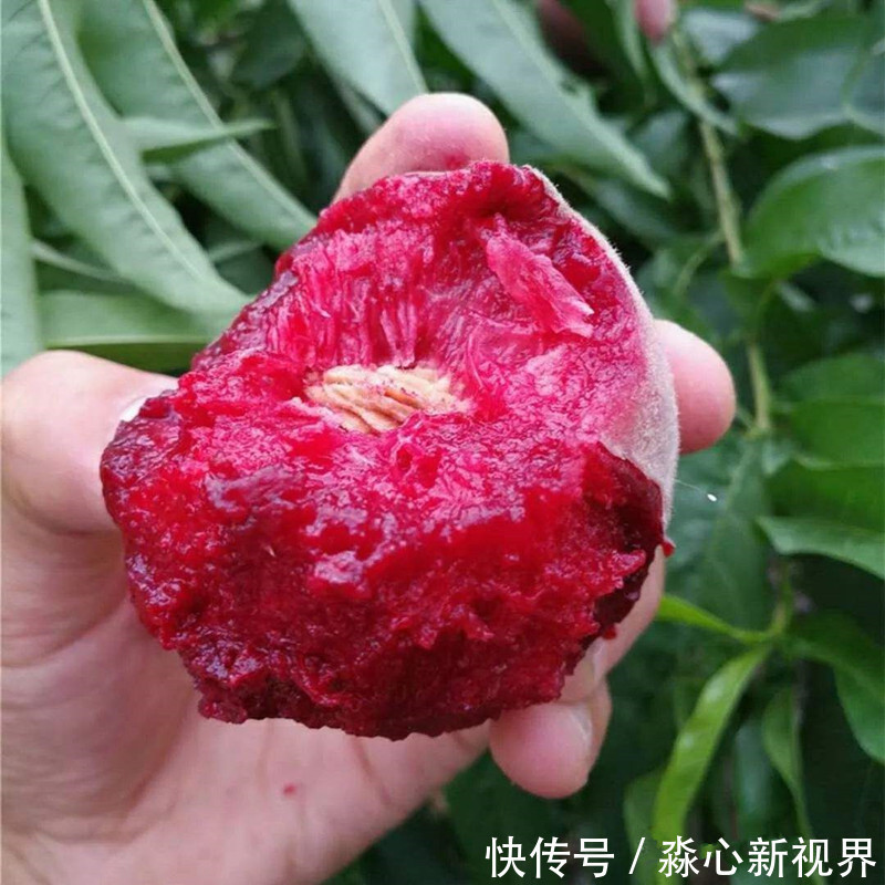 健康|阳台不要再浪费，聪明人此样做，绿色健康，吃不完还可以卖