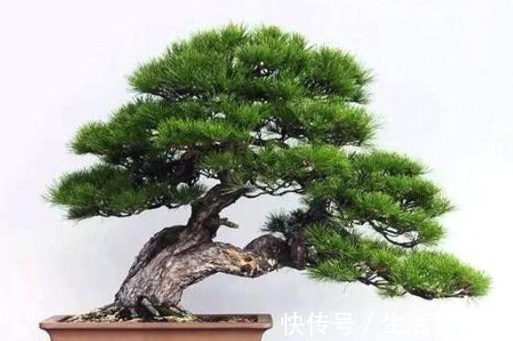 松针|玩盆景不玩松到老一场空,不懂造型,修剪,到老还是空空空