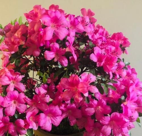 漂亮|3种花,漂亮又好养,越养越“值钱”,养10盆也不嫌多