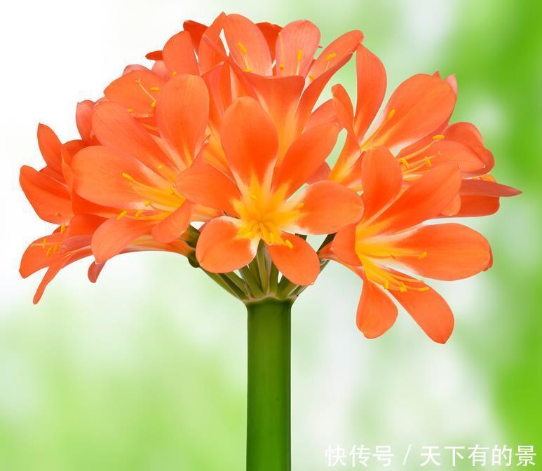 “春不出,夏不晒,秋不干,冬不湿”,君子兰的四季莳养