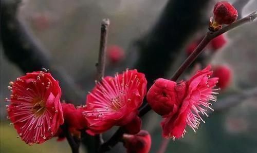 芍药|古人最喜欢的8种“吉祥花”，养一盆日子越过越舒心