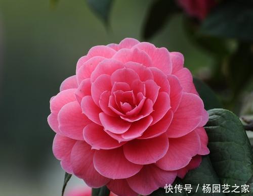 盆栽|5种盆栽花卉,比香水还香,养一盆香飘满屋,值得拥有!