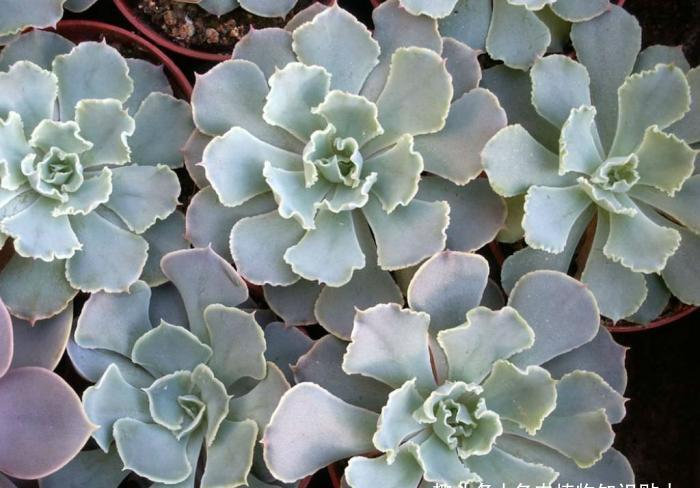 皱叶系的经典品种,晒晒就变红的沙维娜