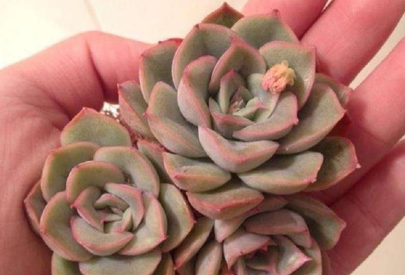 凝脂莲|刚开始种多肉选8种,好养且自带“体香”,而且颜值非常高!