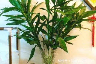 阿司匹林|什么黄豆水、淘米水都不如一粒药片，用来养花，无异味，养啥旺啥