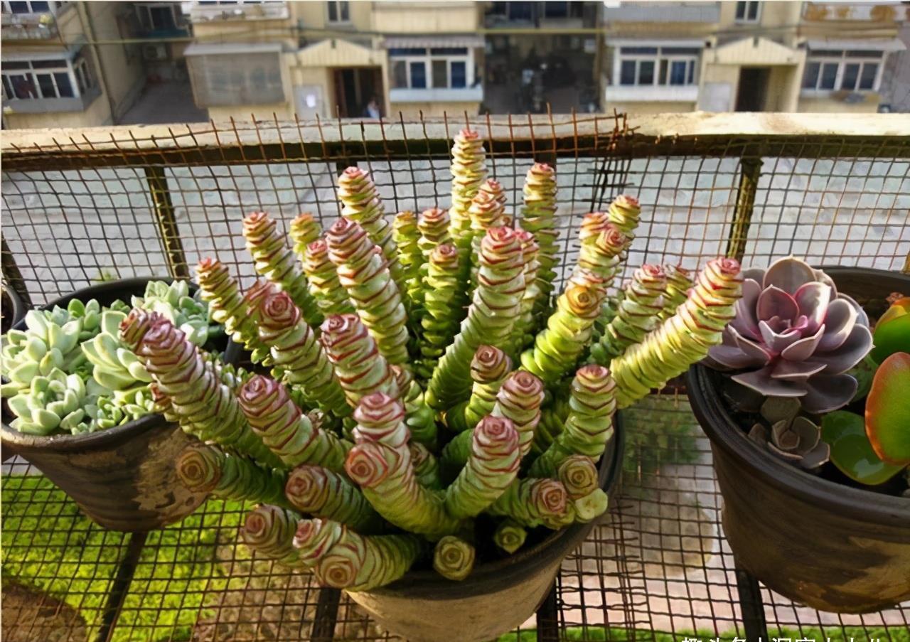 多肉植物|3种“不起眼”的多肉,原本无人问津,后期成网红抢手货,抢着要