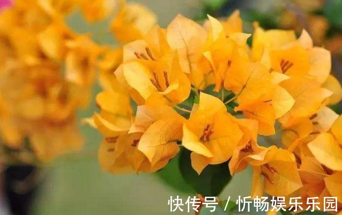 柠檬黄三角梅|喜欢三角梅,不如养盆“精品”柠檬黄三角梅,金光灿灿,开花爆盆