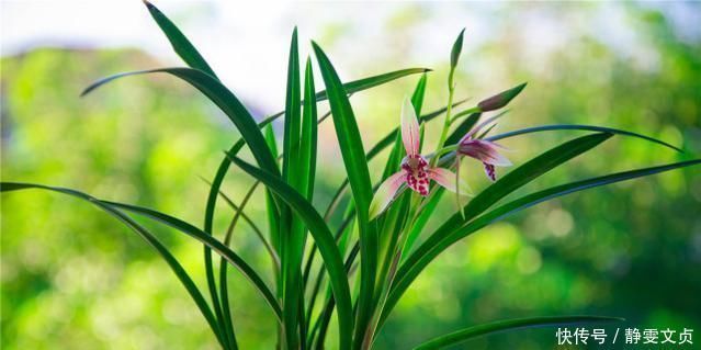 壮苗|养兰花，牢记3点，兰花不烂根，不腐芽，猛发壮苗，花朵呼呼开