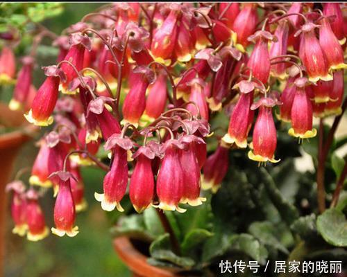 佳品|几种灯笼花,好看又喜庆,花期还很长,是家庭盆栽佳品!