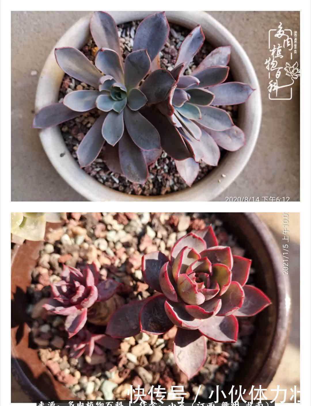 懵懵懂懂入肉坑,跌跌撞撞养多肉